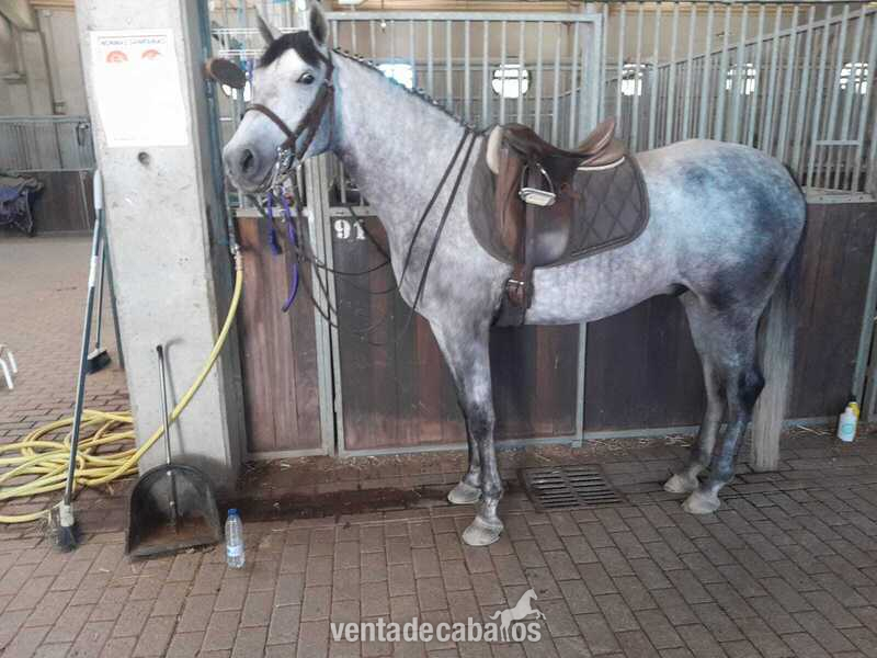 Caballo Hispano Árabe Hispano-Arabe - Iberio de nombre, hispano árabe de 5 años tordo  rodado, guapetón y agradable 