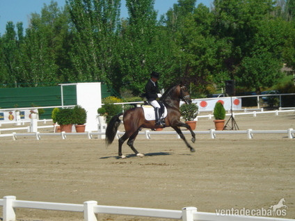 VENDO CABALLO CASTA&Ntilde;O PRE in 