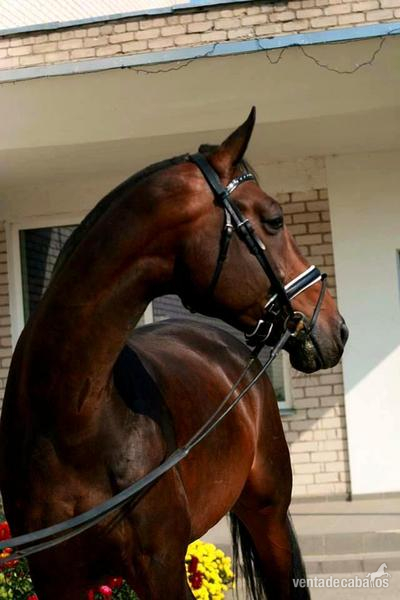 Supremo - 6 year old danish warmblood gelding by Blue Hors Romanov in 