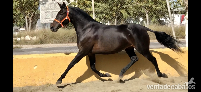 Caballos Pura Raza Española (P.R.E.) Pre - Yegua origenes 100% escalera