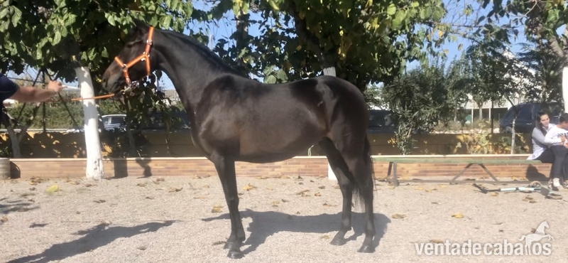Yegua origenes 100% escalera - Caballos Pura Raza Española (P.R.E.) Pre