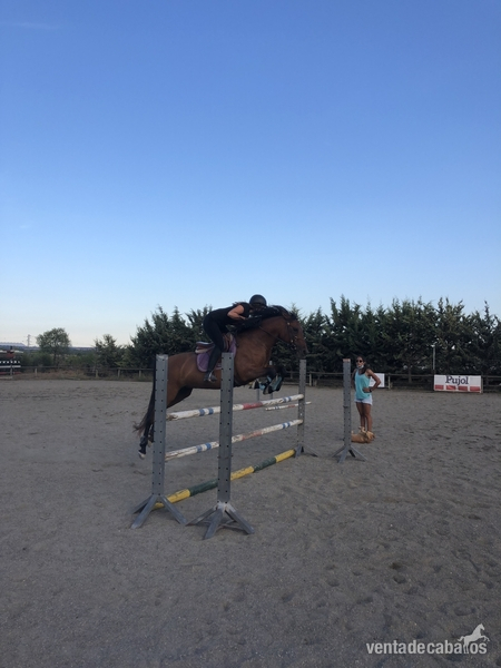 Hispano arabe  {TYPE}