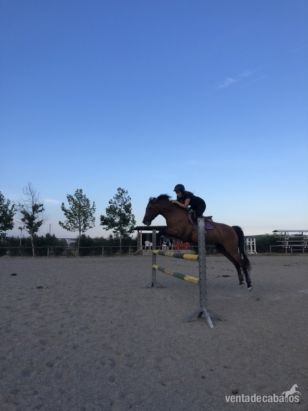 Caballo Hispano Árabe Hispano arabe  - VENDO PONY D 