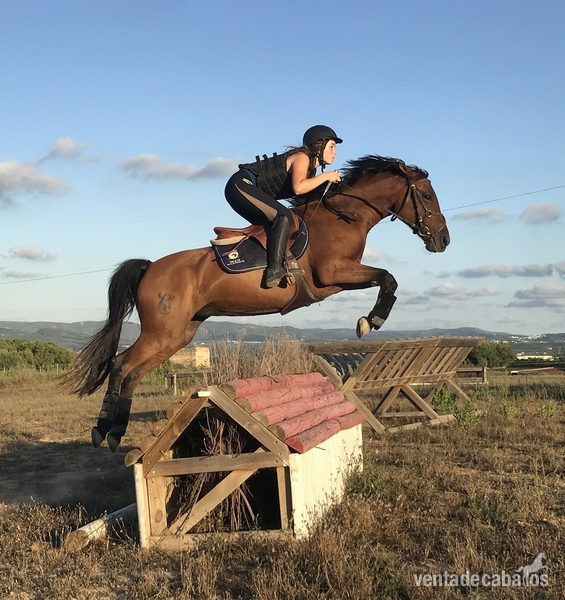 VENDO PONY D  - Caballo Hispano Árabe Hispano arabe 