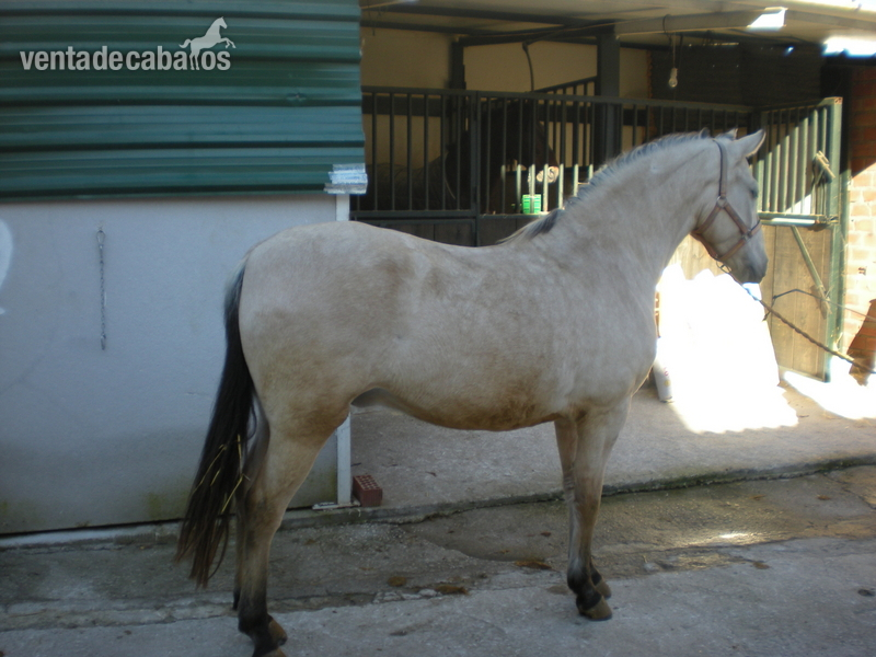 POTRO 4 AÑOS BAYO 2300€ in 