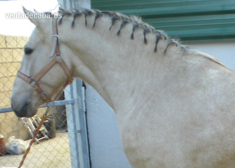 Hispano-Arabe