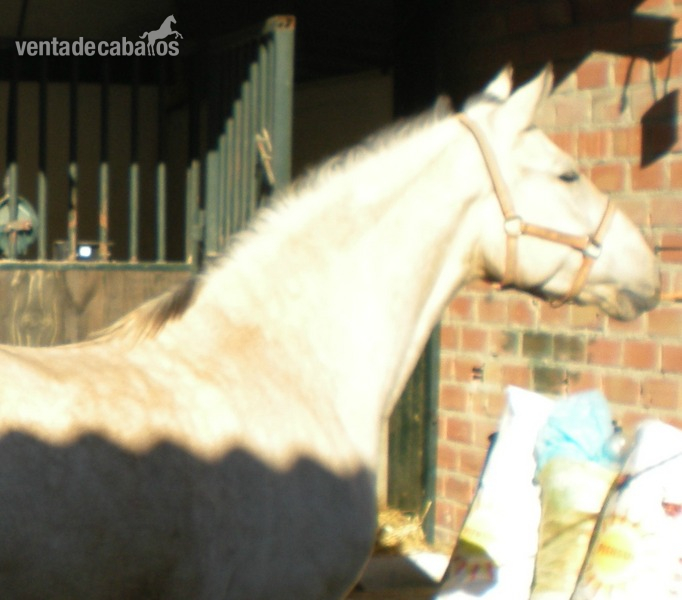 Hispano-Arabe {TYPE}