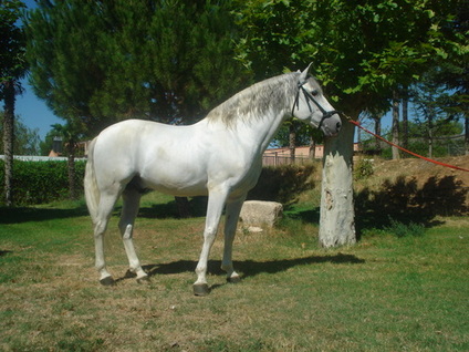 Caballos Pura Raza Española (P.R.E.) Pura Raza Española - SE VENDE CABALLO PRE TORDO