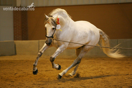 SE VENDE CABALLO PRE TORDO in 