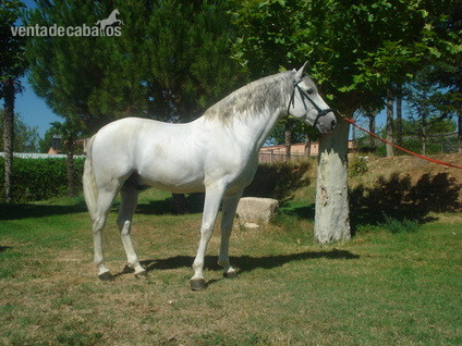 Caballos Pura Raza Española (P.R.E.) Pura Raza Española - SE VENDE CABALLO PRE TORDO