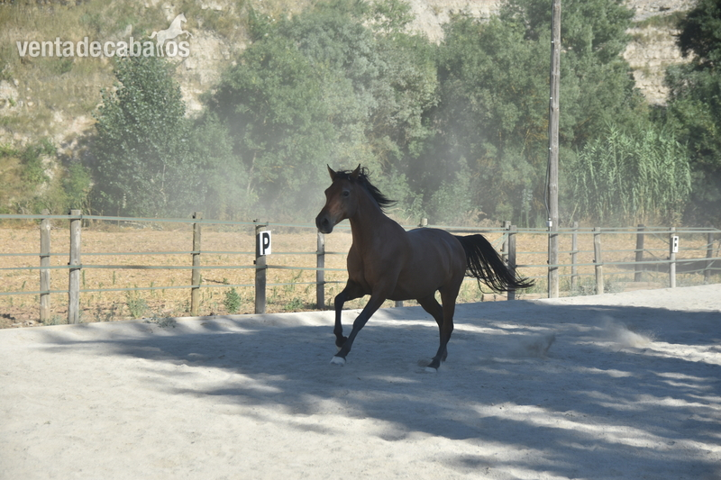 Hispano arabe 