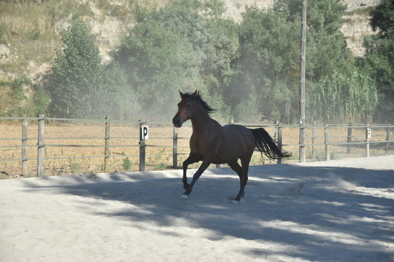 Hispano arabe 