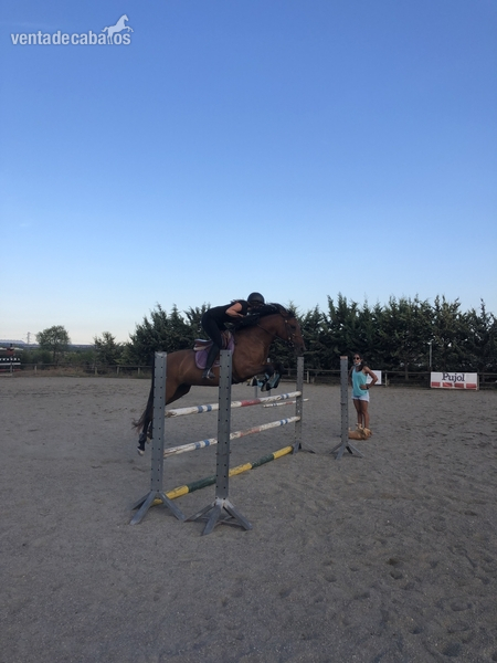 Hispano arabe  {TYPE}