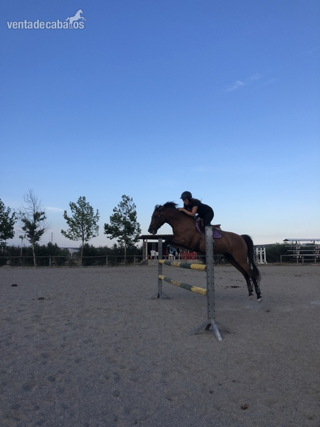 Caballo Hispano Árabe Hispano arabe  - VENDO PONY D 