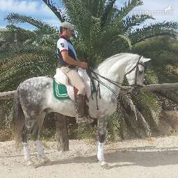 caballo tordo pre in 