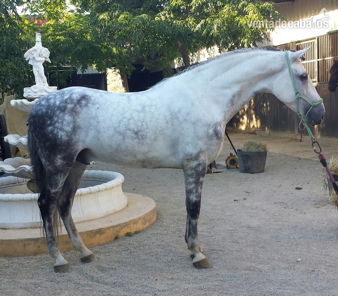 Caballos Pura Raza Española (P.R.E.) Pura Raza Española - caballo tordo pre