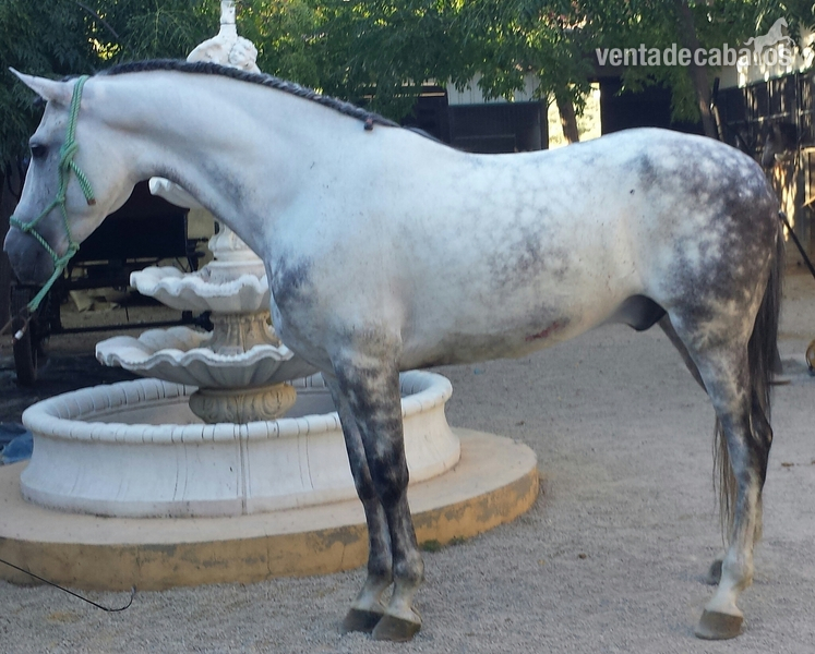 caballo tordo pre - Pura Raza Española