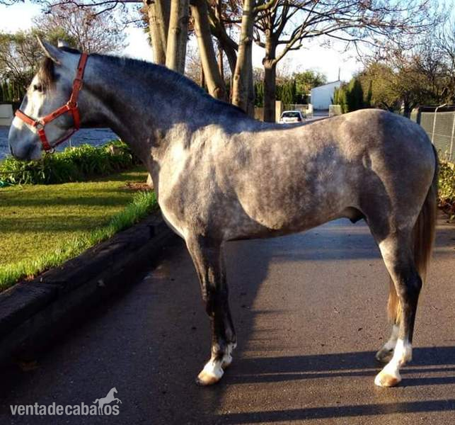 Caballo PRE vendo in 