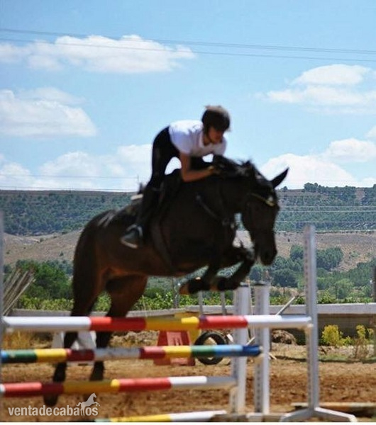 VENDO YEGUA DE SALTO in 
