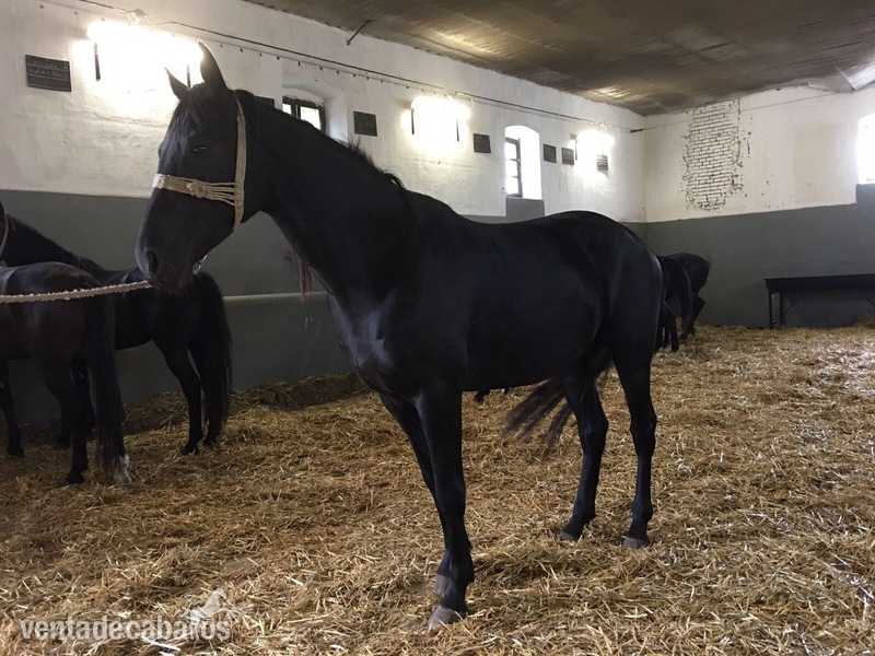 Caballos raza húngara  in 