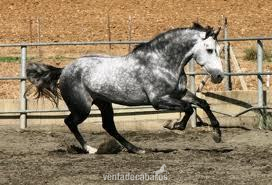 caballo muy noble in 