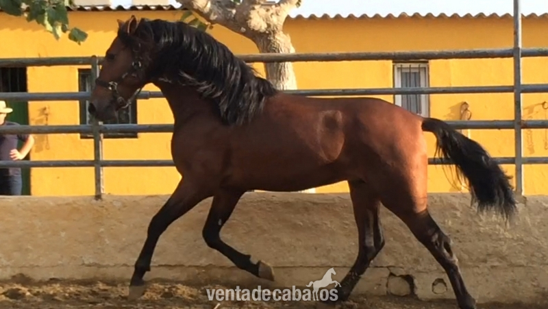 Lote de potros in 