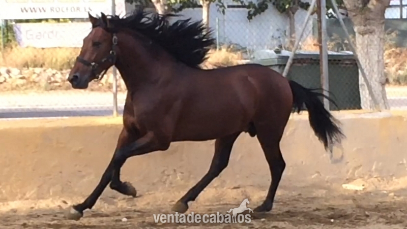 Caballos Pura Raza Española (P.R.E.) Pre - Lote de potros