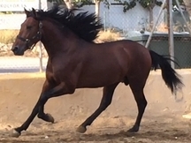 Lote de potros
