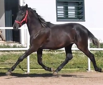 Potro PRE para Concurso