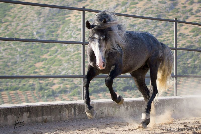Barroco PRE P.R.E concurso  - Caballos Pura Raza Española (P.R.E.) in 