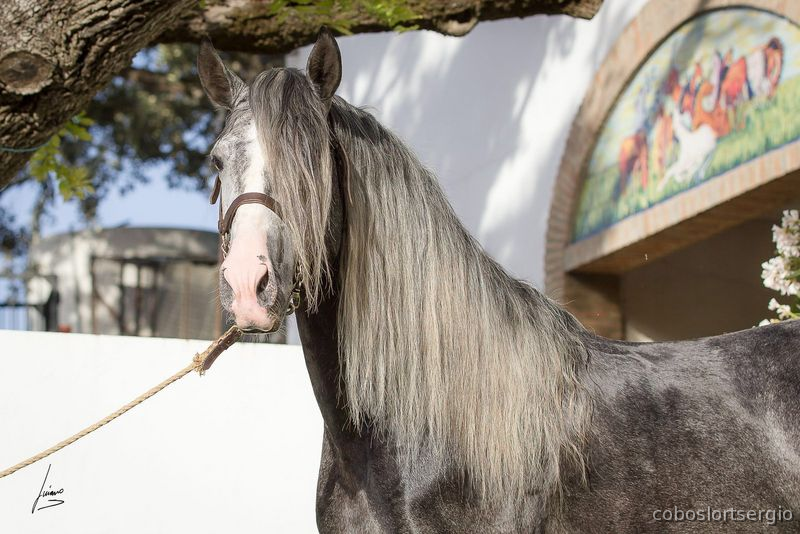Barroco PRE P.R.E concurso  - Caballos Pura Raza Española (P.R.E.)