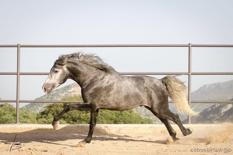 Barroco PRE P.R.E concurso  in 