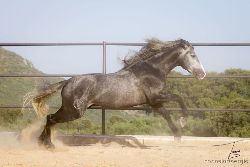 Barroco PRE P.R.E concurso  - Caballos Pura Raza Española (P.R.E.)