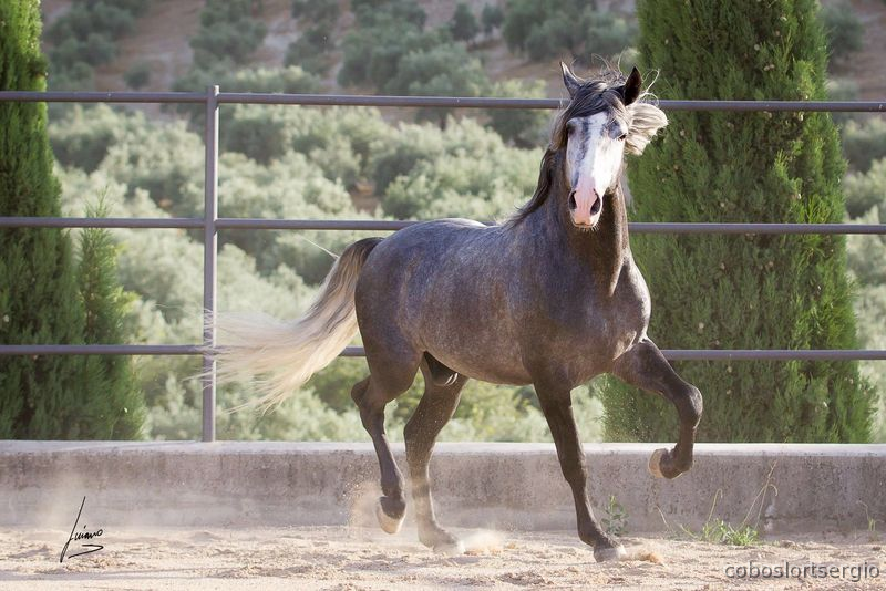 Barroco PRE P.R.E concurso 