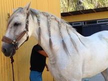 PRE EN VENTA 
