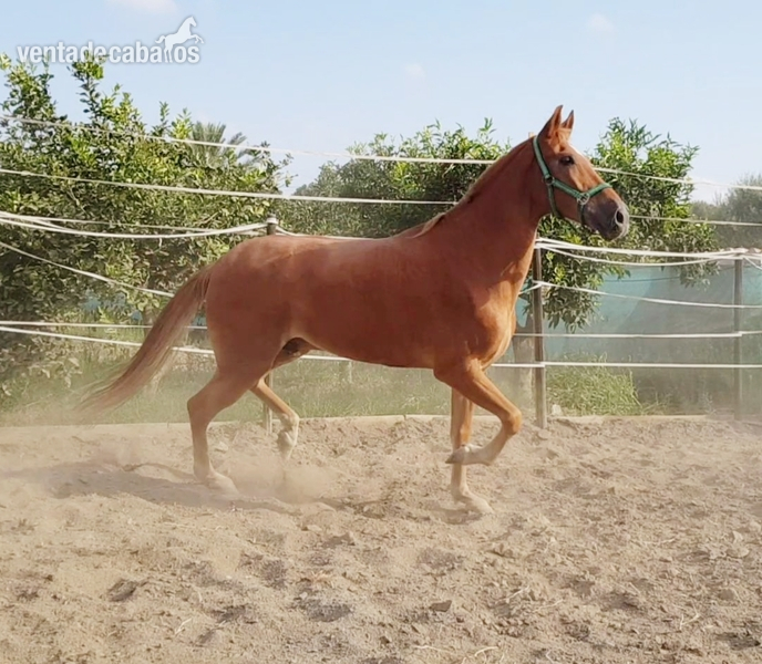 Caballo castrado en venta in 