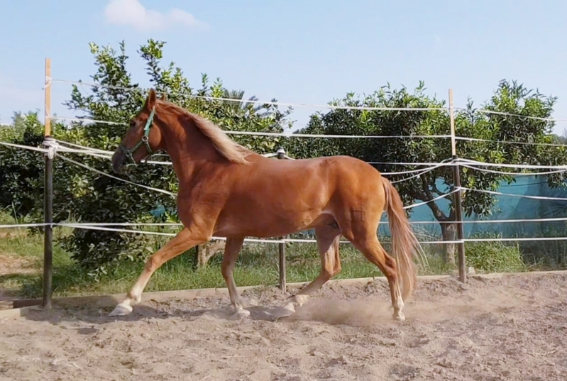 Mestizo {TYPE}