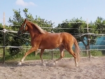 Caballo castrado en venta