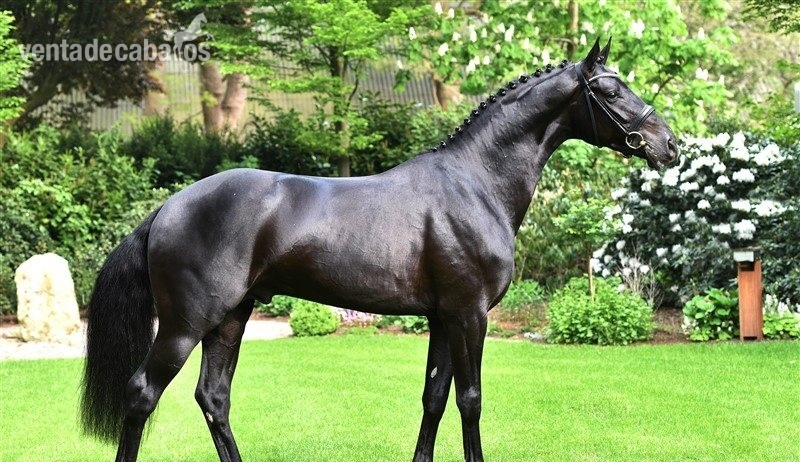 Caballo Castrado Hannoveriano negro in 