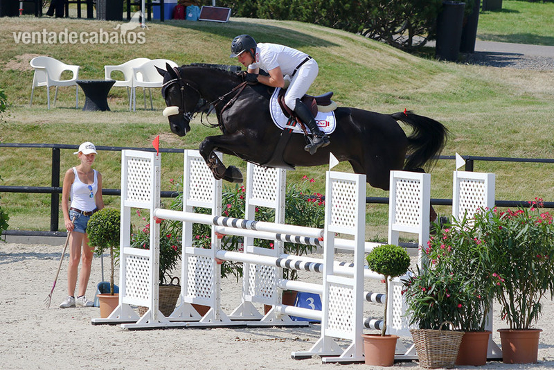 Caballos Capados Hannoveriano - Caballo Castrado Hannoveriano negro