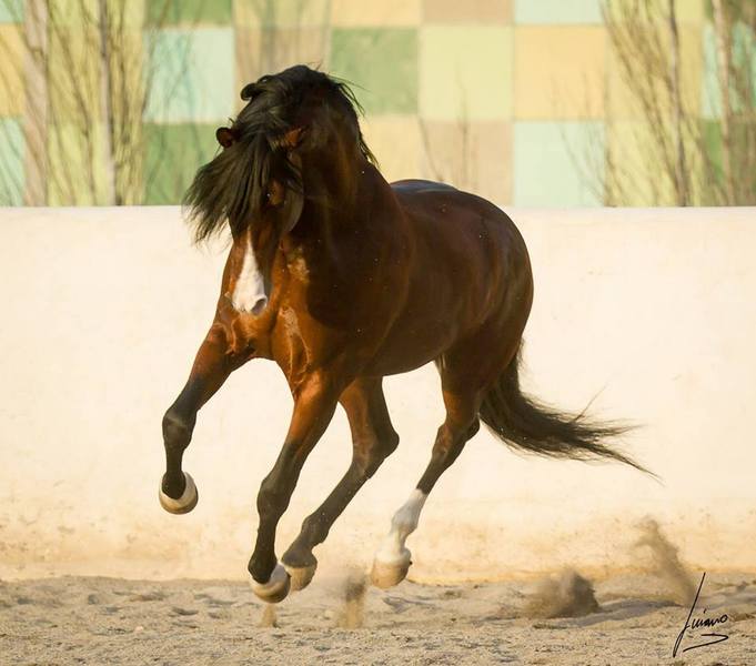 Caballos Pura Raza Española (P.R.E.) Pura Raza Española - Caballo hijo de Gnidium