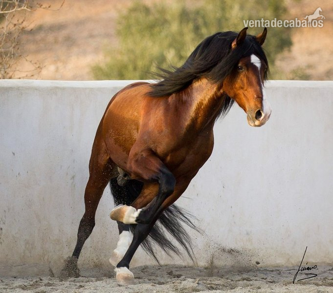 Caballo hijo de Gnidium - Caballos Pura Raza Española (P.R.E.) Pura Raza Española