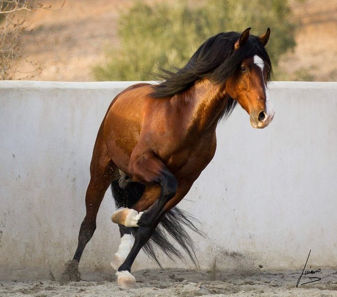 Caballo hijo de Gnidium - Caballos Pura Raza Española (P.R.E.) Pura Raza Española