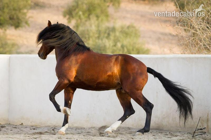 Caballo hijo de Gnidium - Caballos Pura Raza Española (P.R.E.)