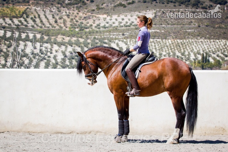 Caballo hijo de Gnidium