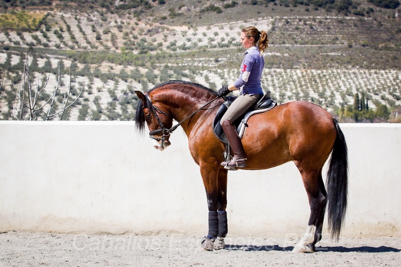 Caballo hijo de Gnidium