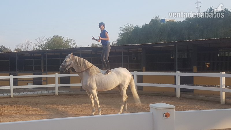 PRE EN VENTA  in 