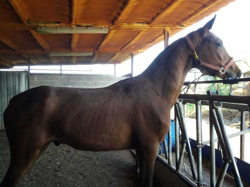 Hispano-Arabe