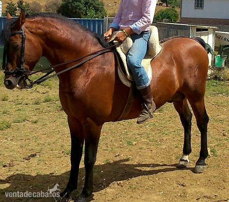 Semental Hispanoárabe Calificado in 