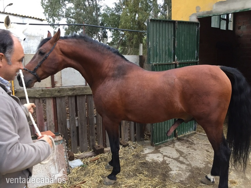 Hispano-Arabe